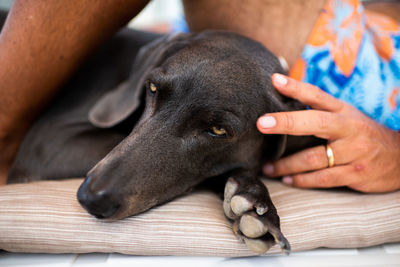 Close-up of dog