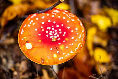 Close-up of fly agaric mushroom on field