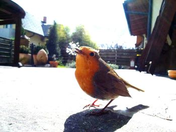Close-up of bird perching on branch