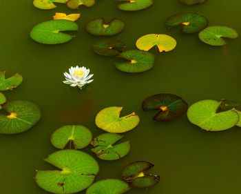 High angle view of water lily leaves floating on pond