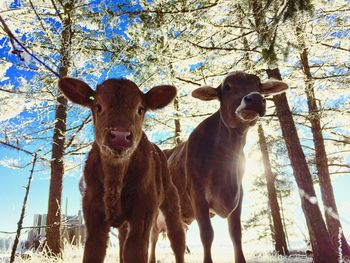 Low angle view of trees against sky