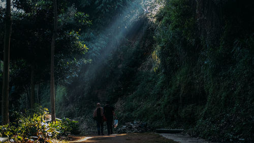 Rear view of people walking on street amidst trees in forest