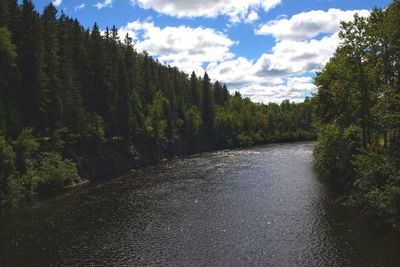 Scenic view of forest against sky