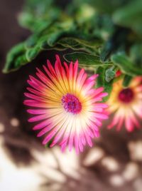 Close-up of pink flowers