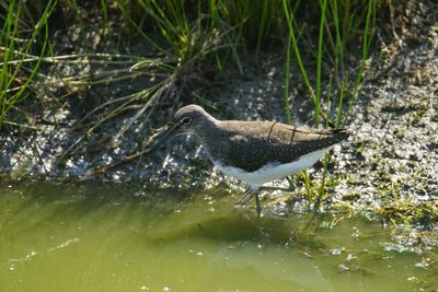 Bird perching on a lake