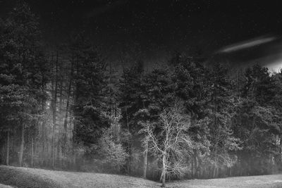 Trees in forest against sky at night