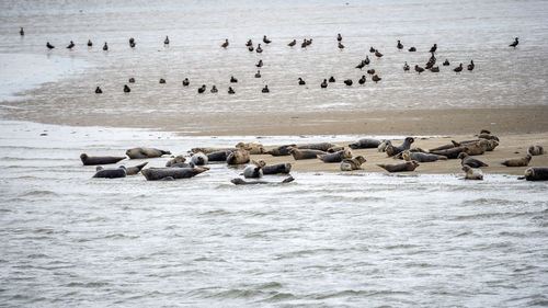 Flock of birds and seals on beach