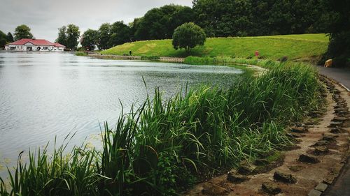 Plants in water