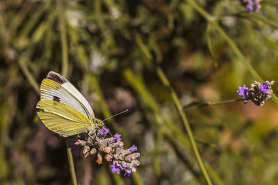 Close-up of butterfly on plant