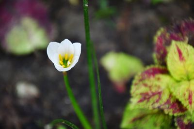 Close-up of white flowering plant