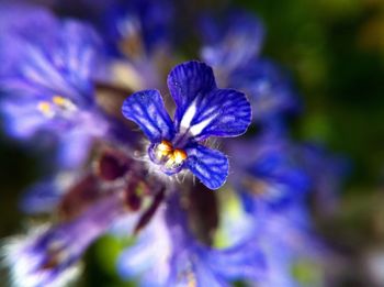 Close-up of purple flowers blooming in field