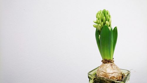 Close-up of vase against white background