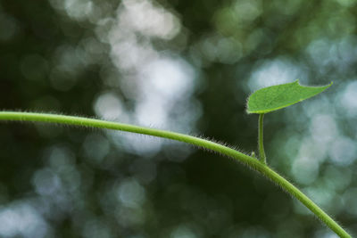 Close-up of plant growing outdoors