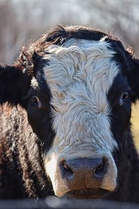 Close-up portrait of cow