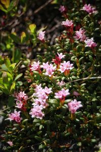 Close-up of pink flowering plants