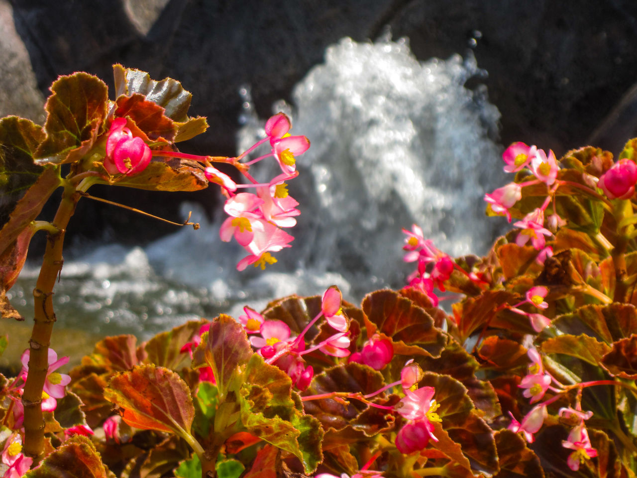 flower, fragility, beauty in nature, freshness, petal, nature, growth, plant, pink color, close-up, focus on foreground, red, stem, blooming, flower head, season, day, outdoors, in bloom, no people, tranquility, blossom, botany, selective focus, twig, weather, growing