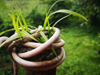 Close-up of plant growing on field