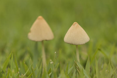 Close-up of mushroom growing on field