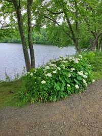 Plants by lake against trees