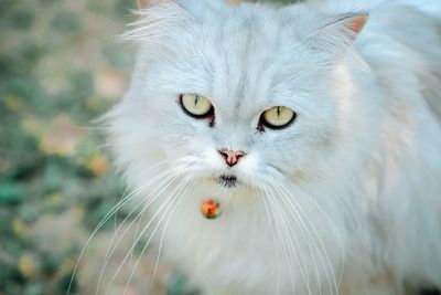 Close-up portrait of a cat