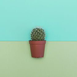 Potted plant on table against blue background