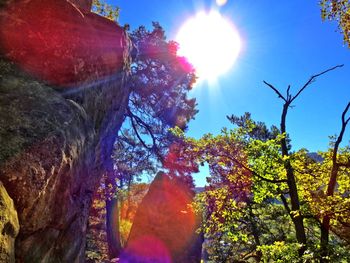 Low angle view of trees against sky