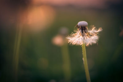 Close-up of wilted dandelion flower