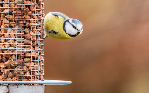 Close-up of bird perching on feeder