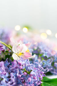 Close-up of pink flowering plant