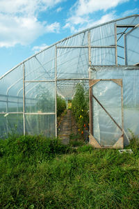 View through summer organic garden tomato greenhouse door with grass and blue sky