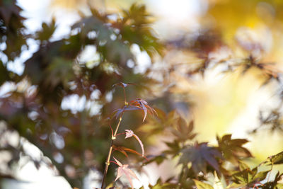 Close-up of leaves on plant