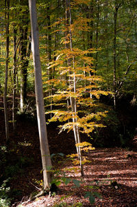 Trees in forest