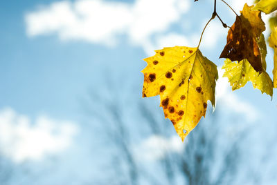 Close-up of yellow leaves on plant against sky