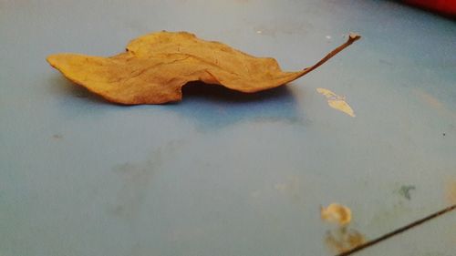 Close-up of autumn leaf on table