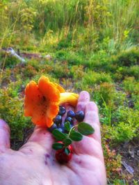 Cropped image of person holding fruit