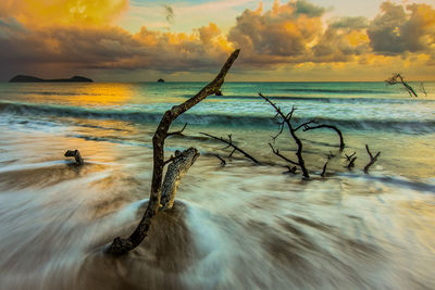 Bare trees in water at sunset