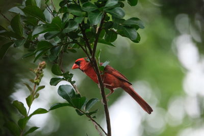 Bird perching on branch