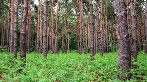 Trees growing in forest