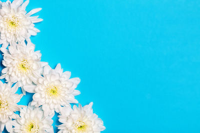 White flowers over blue background with copy space. flat lay, top view.