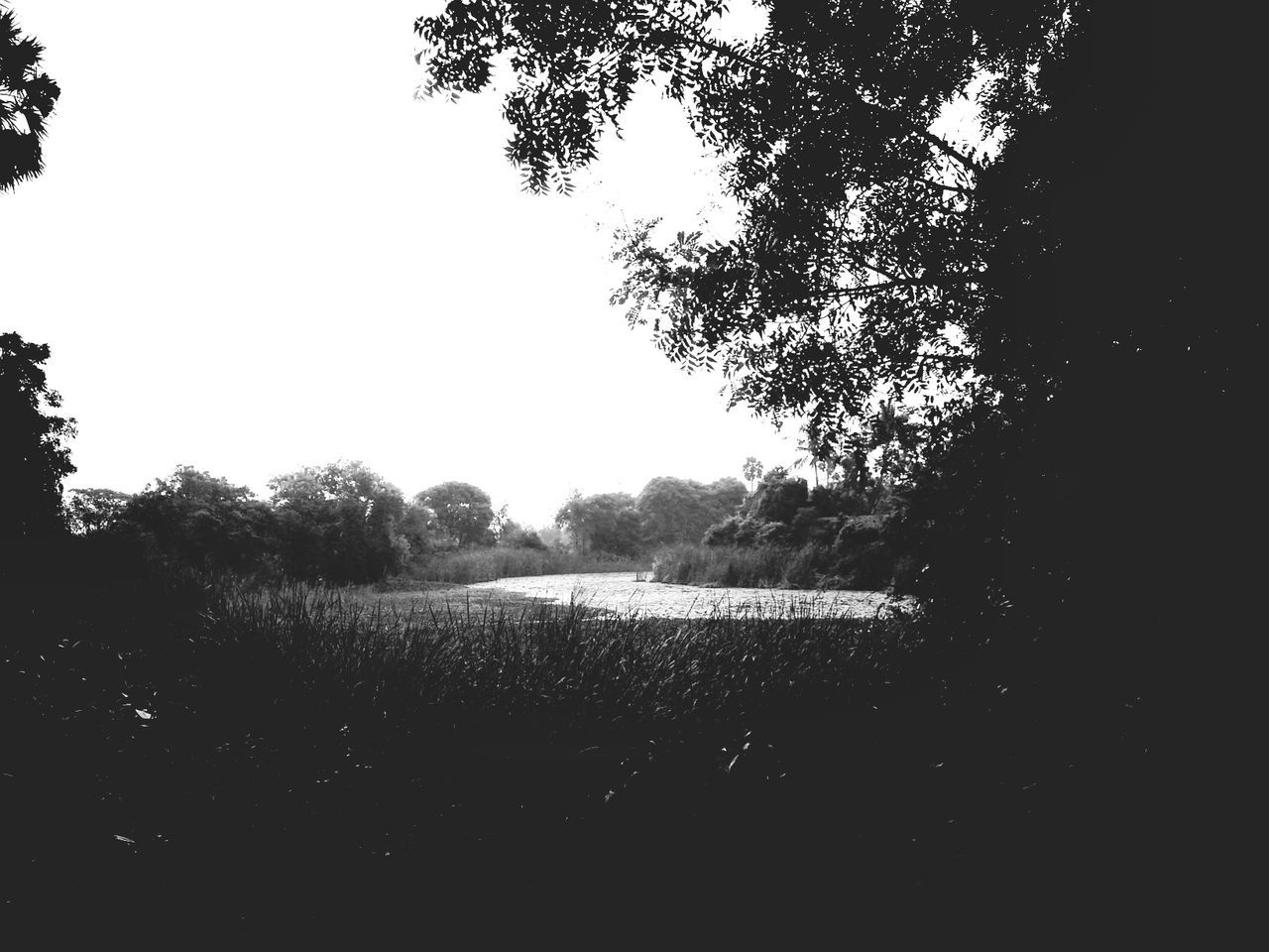 tree, clear sky, tranquility, tranquil scene, silhouette, growth, nature, landscape, scenics, beauty in nature, sky, copy space, branch, field, no people, outdoors, non-urban scene, plant, dark, day