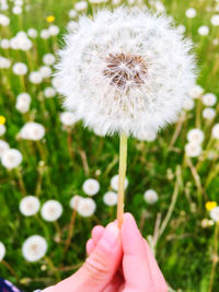 Close-up of hand holding dandelion flower