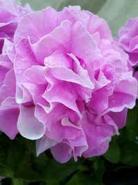 Close-up of flowers blooming outdoors