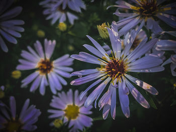 Close-up of purple flowers