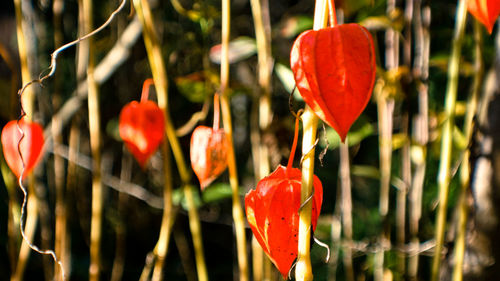 Close-up of red poppy blooming outdoors
