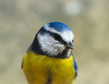 Close-up of a bird