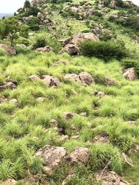 View of sheep on field