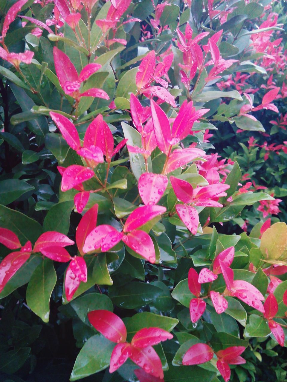 leaf, growth, flower, pink color, beauty in nature, freshness, nature, fragility, plant, high angle view, close-up, season, red, autumn, full frame, green color, petal, change, backgrounds, pink