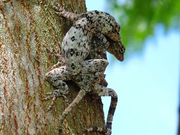 Close-up of lizard on tree