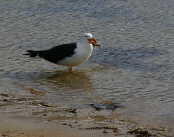 Side view of seagull on beach