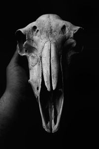 Cropped image of hand holding animal skull against black background